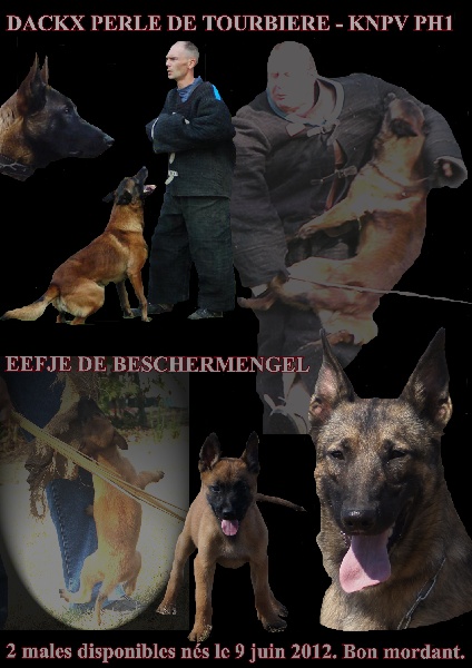 De Beschermengel - Berger Belge - Portée née le 09/06/2012